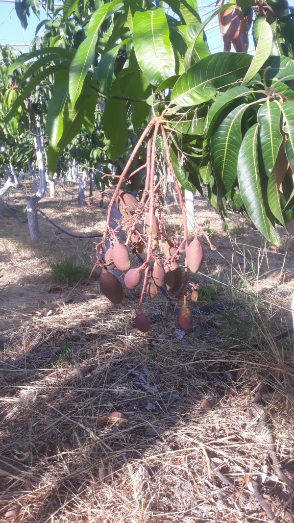 saison de mangue bio